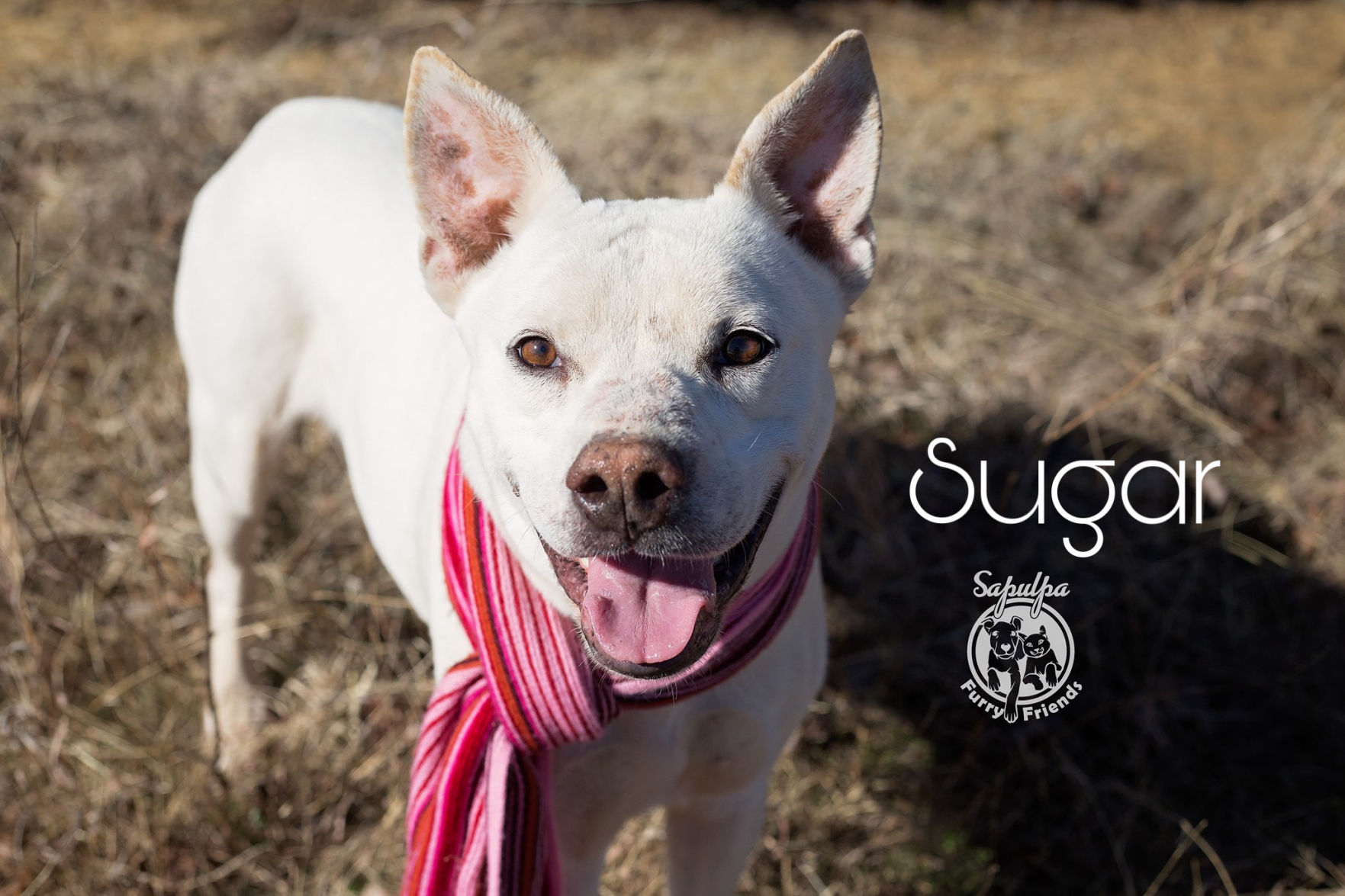 Sugar